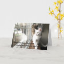 Suche nach fenster karten Katzenliebhaber