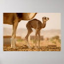 Suche nach camel poster Dromedary