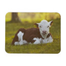 Suche nach kalb magnete Farbbild