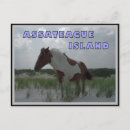 Suche nach assateague postkarten Insel