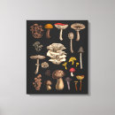 Suche nach pilz leinwandbilder Amanita muscaria