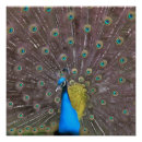 Suche nach pfau schwanz poster Blau