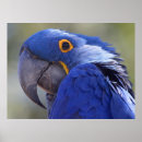 Suche nach blaue hyazinthen poster Blaupapagei