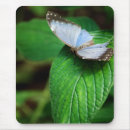 Suche nach blauer morpho schmetterling mousepads Flügel