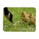Suche nach gänse magnete Kanadengas