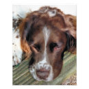 Suche nach sprungbrett poster Spaniel