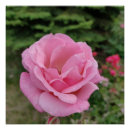 Suche nach rosenblüte poster Natur