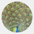 Suche nach schöner pfau aufkleber Vogel