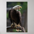 Suche nach vogel fotos poster Glatzadler