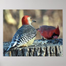 Suche nach roter kardinal poster Natur