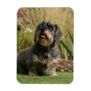 Suche nach haarig magnete Hund