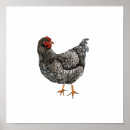Suche nach hühner poster Vogel