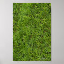 Suche nach immergrün poster Baum