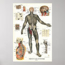 Suche nach nervenzelle poster Anatomie