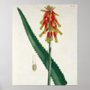 Suche nach aloe poster Pflanzen