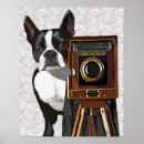 Suche nach boston terrier poster Blume