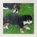 Suche nach hund puzzle Für ihn