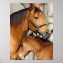 Suche nach quarter horse poster Stute