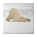 Suche nach eisbär fliesen Tragen