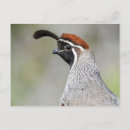 Suche nach wachteln postkarten Vogel