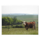 Suche nach kuh foto poster Fotografie