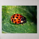 Suche nach ladybug poster Fotografie