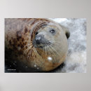 Suche nach siegel poster Tiere