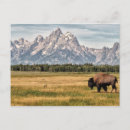 Suche nach bison karten Büffel
