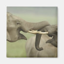 Suche nach indischer elefant magnete Fauna
