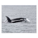 Suche nach killerwale poster Pazifischer nordwesten