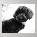 Suche nach toy poster Hund