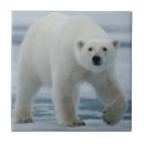 Suche nach erwachsene fliesen Fleischfresser