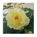 Suche nach gelbe rosen fliesen Natur