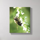Suche nach hummel poster leinwandbilder Tierwelt