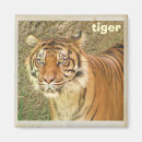Suche nach schöner tiger magnete Wild