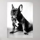 Suche nach französische bulldogge poster Hund