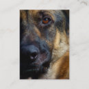 Suche nach deutscher schäferhund Gsd