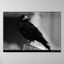 Suche nach weißer rabe poster Vogel
