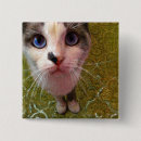 Suche nach katze mit blauen augen buttons Tier