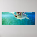 Suche nach reptil poster Schildkröte