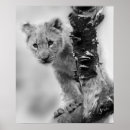 Suche nach schwarzer löwe poster Natur