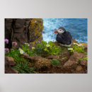 Suche nach papageientaucher poster Tier