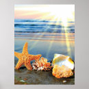 Suche nach strand muscheln poster Seesterne
