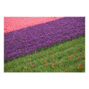 Suche nach keukenhof poster Malerisch