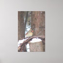 Suche nach kardinal leinwandbilder Vogelvogel
