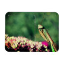 Suche nach mantis magnete Gottesanbeterin