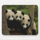 Suche nach großer panda mousepads Wolong forschungszentrum