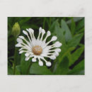 Suche nach taylor postkarten Blume