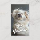 Suche nach chihuahua visitenkarten Hundetrainer