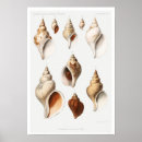 Suche nach sealife poster Ocean